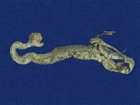 藏品(赤尾青竹絲)的圖片